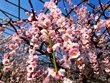 静岡県の梅園・梅まつり