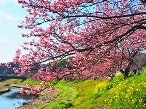 みなみの桜と菜の花まつり