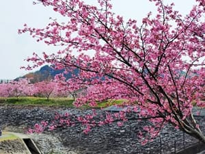 藤枝総合運動公園