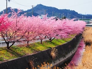 坂口谷川の河津桜