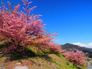 由比八千代桜