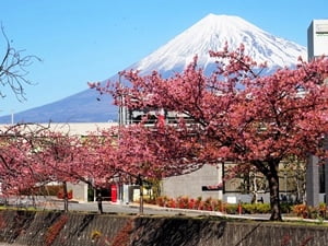 小潤井川の河津桜