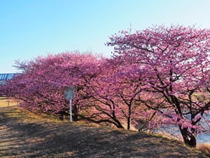 浮島沼釣り場公園