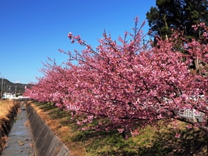 南松野の河津桜