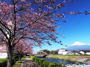 潤井川の寒桜