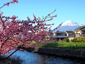 和田川下流の河津桜
