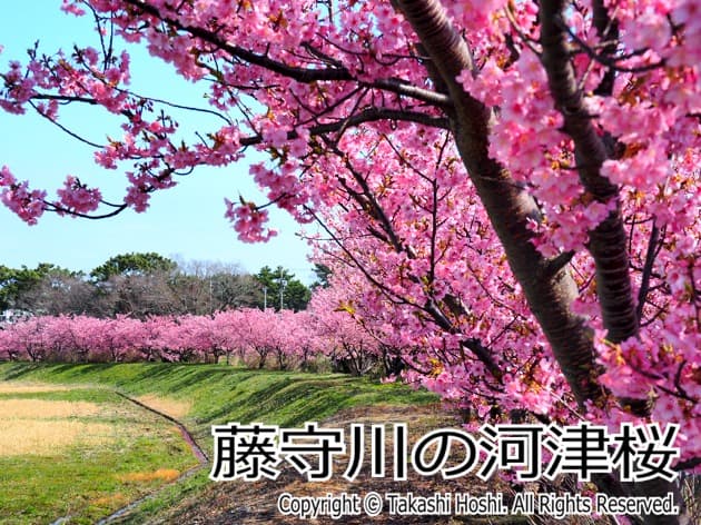 藤守川の河津桜