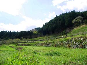 上稲子の棚田