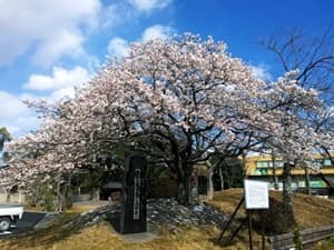 帯桜