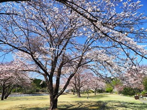 抜里スポーツ広場