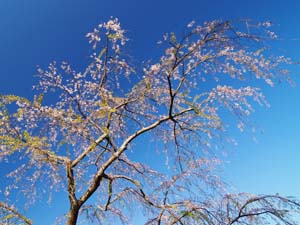 慶寿寺の枝垂桜