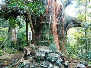 智満寺の十本杉