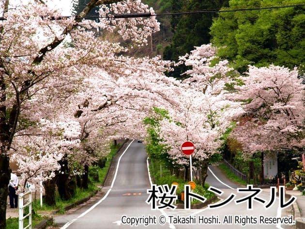 家山の桜トンネル