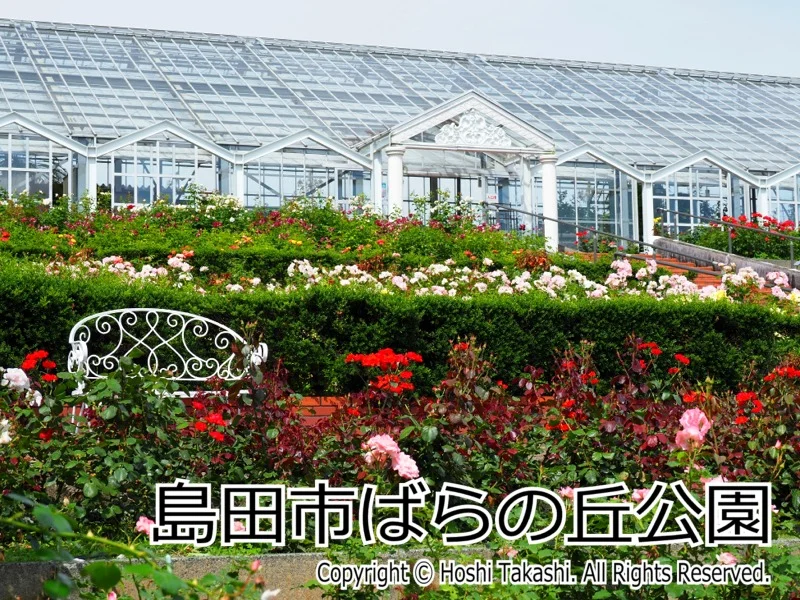 島田市ばらの丘公園