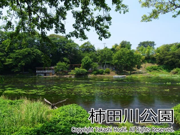 柿田川公園