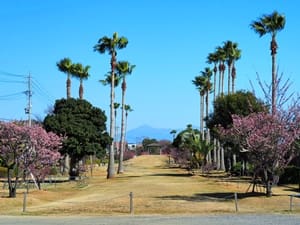 清水清見潟公園