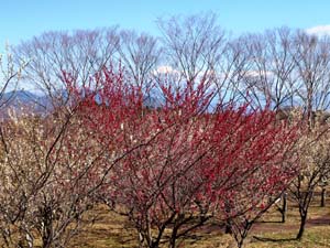 日本平梅園