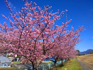 美和桜