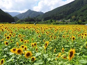 桂山のひまわり畑