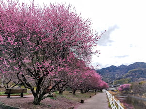 城山の梅園