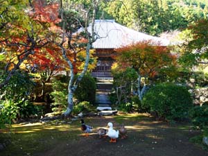 徳願寺