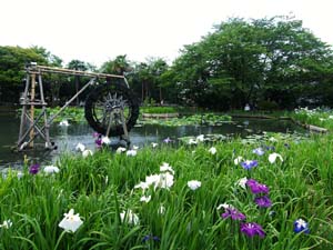 城北浄化センターの花菖蒲