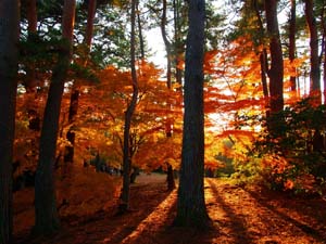 修善寺自然公園もみじ林