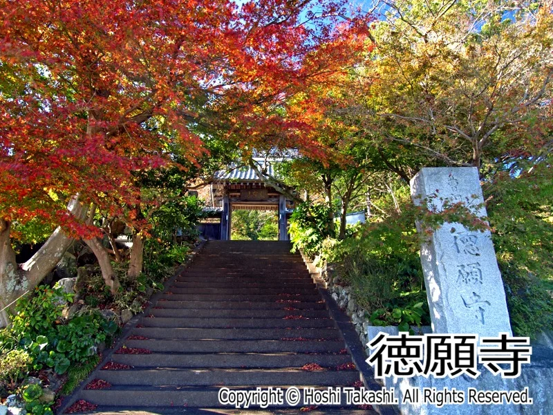 徳願寺