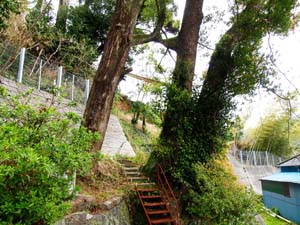 土肥神社の木くぐり