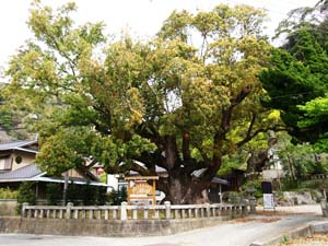 平安の大楠