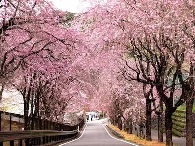 徳山桃沢の桜並木
