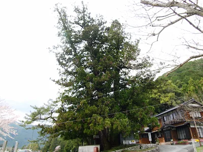大泉院のスギ