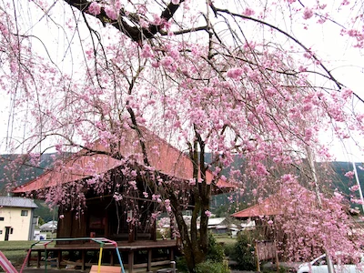 お地蔵さんのしだれ桜