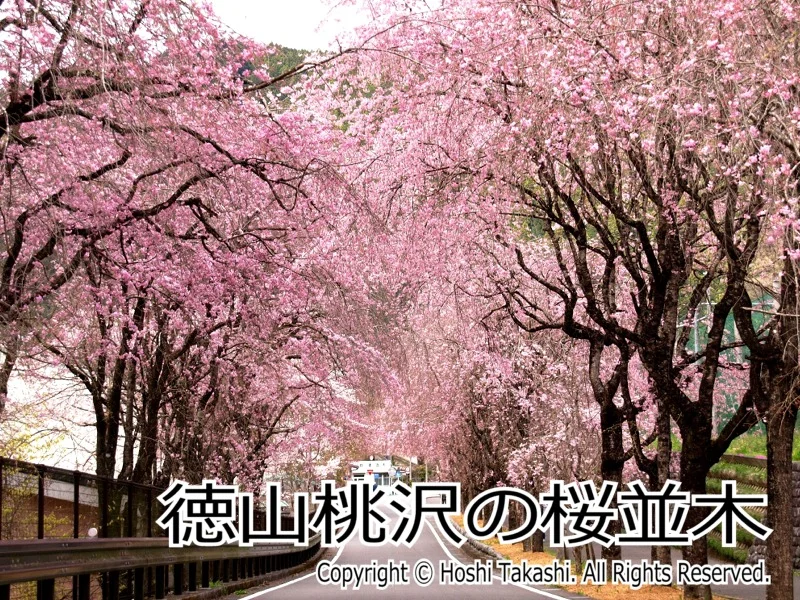 徳山桃沢の桜並木