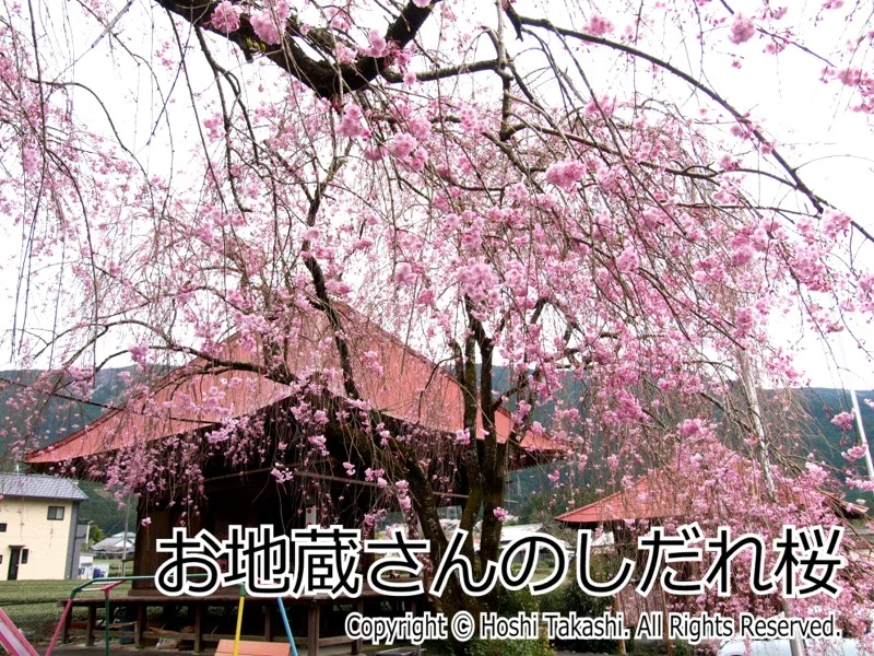 お地蔵さんのしだれ桜