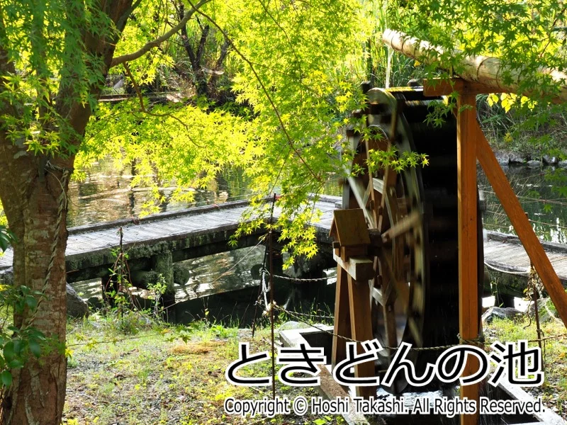 ときどんの池