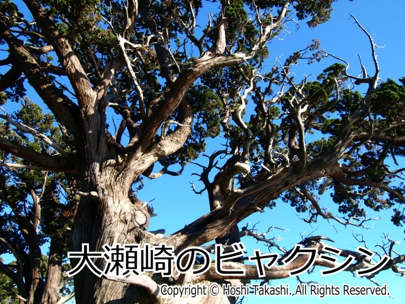 大瀬崎のビャクシン