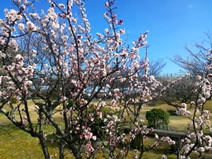 清水清見潟公園