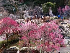 熱海梅園梅まつり