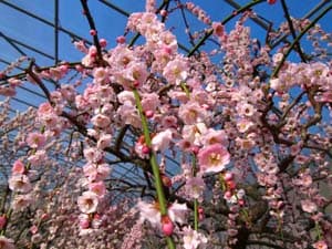 相良梅園