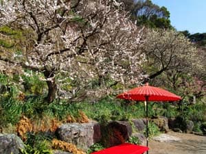 丸子梅園