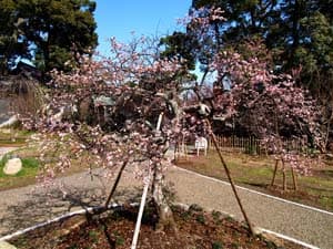 焼津神社