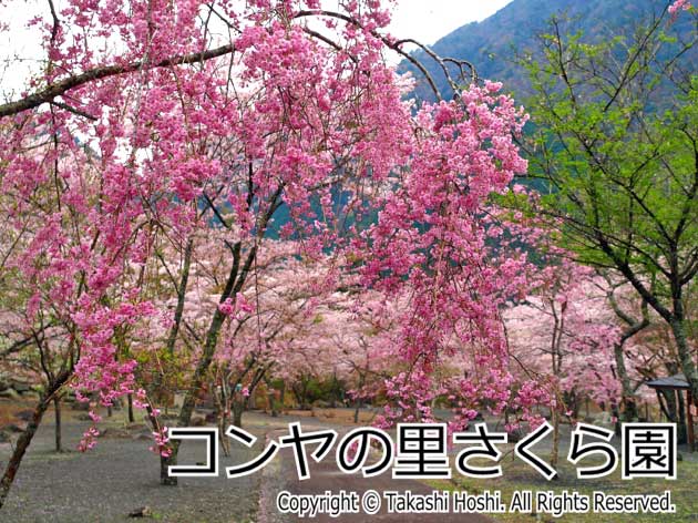 コンヤの里さくら園