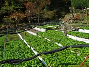 有東木わさび田