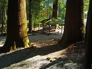有東木白髭神社の大スギ