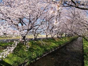 木屋川堤の桜