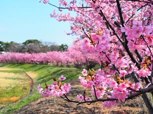 藤守川の河津桜