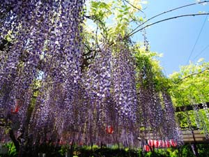 林泉寺の長藤